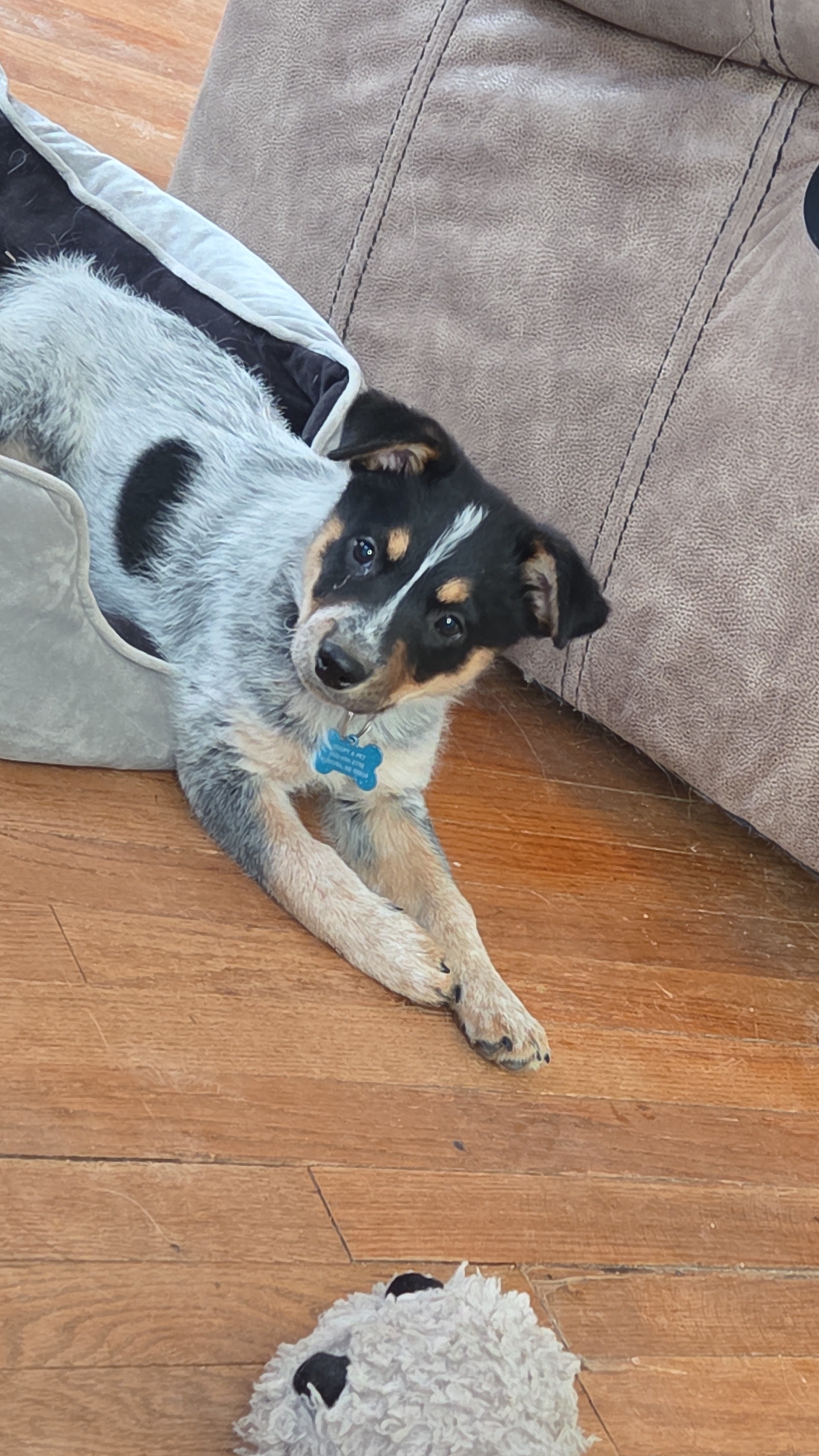 lost dog named Boone